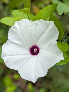 Moonflower Stock Photos