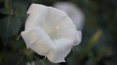 Moonflower with raindrops  Stock Footage 26418945