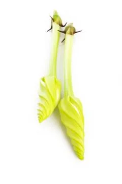 Moonflower on white background Stock Photos