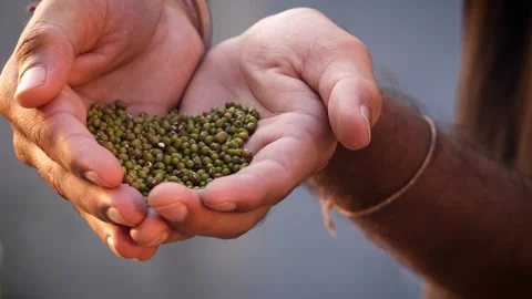 Moong Dal in Hand  Farmer Holding Pulses Closeup Stock Footage 318155446