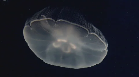 MoonJellies Stockbeeldmateriaal 489102