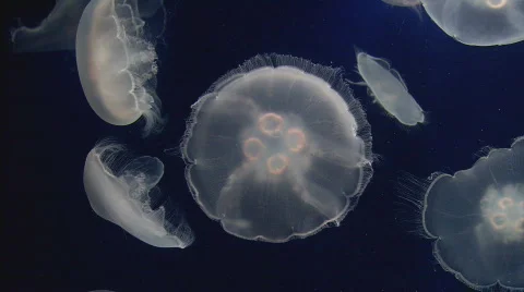 MoonJellies2 Stock Footage