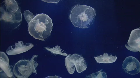 MoonJellies4 Stockbeeldmateriaal 489128