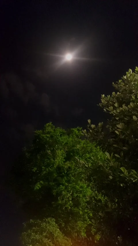 Moonlight above Trees Stock-Footage 284736355