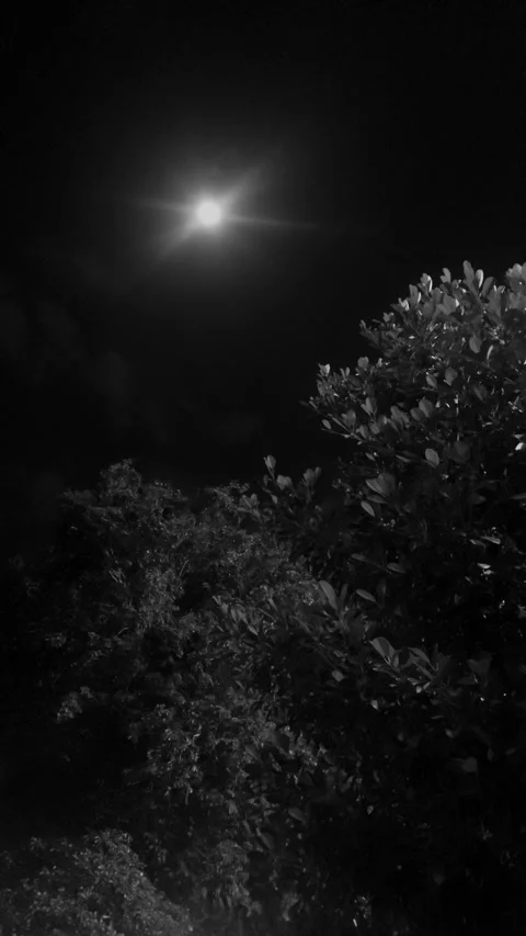 Moonlight and Trees in Black and White Video stock 284736300