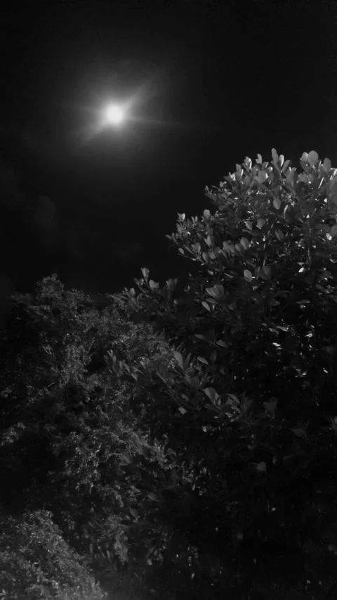 Moonlight and Trees in Monochrome Video stock 284736418