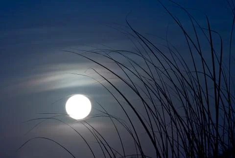 The moonlight behind grass Stock Photos