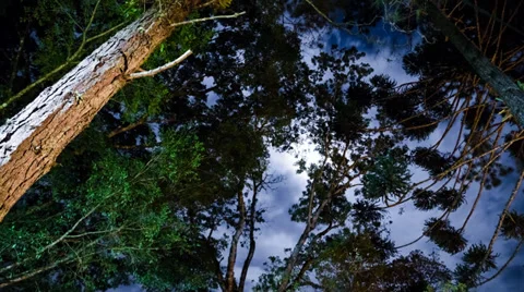 Moonlight on the canopy of trees Stock Footage 34631462