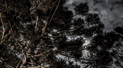 Moonlight with clouds passing over trees Stock Footage 35543765