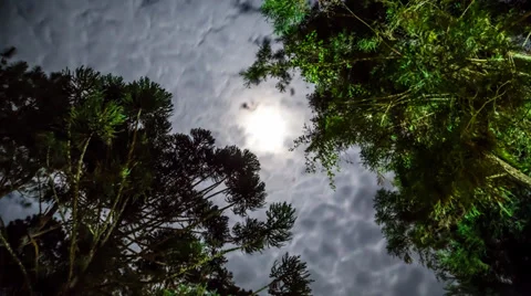 Moonlight with clouds passing over trees Stock Footage 35546370
