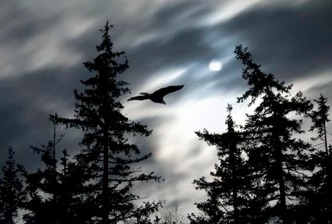 Moonlight with  eagle Stock Photos