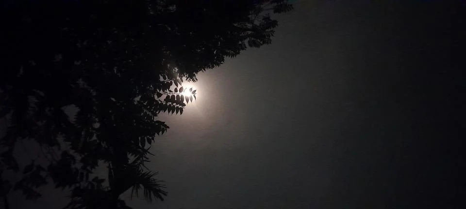 Moonlight filtering through the leaves of a tree on a dark and cloudy night Stockfoto's