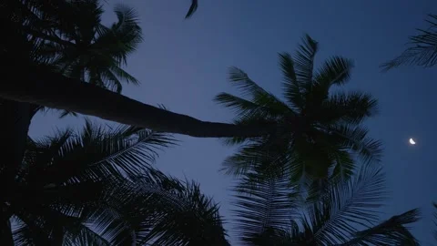 Moonlight filtering through palms in tropical night forest embodies relaxation Stock Footage 312743478