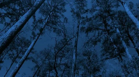 Moonlight Forest Video stock 22125184