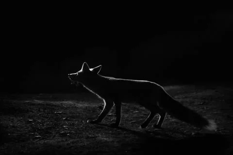 Moonlight fox 스톡 사진