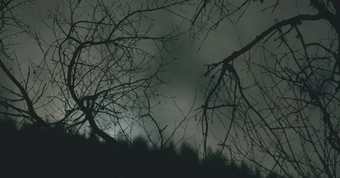 Moonlight illuminates a silhouette of a tree-timelapse Stock Footage 81961147