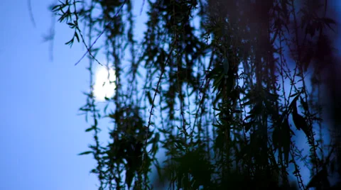 Moonlight  in KIEV Ukraine Видео 39886491
