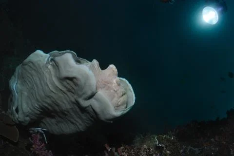 Moonlight lullaby Stock Photos