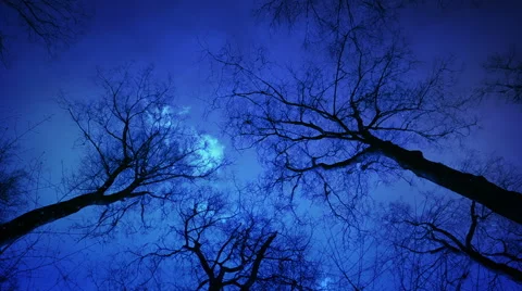 Moonlight Mystic Forest Background Stock Footage 68846306