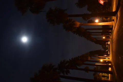 Moonlight night between trees Stock Photos
