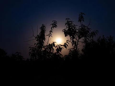 Moonlight in the night through the branches of trees. Stock Photos