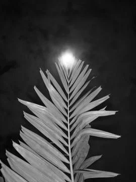 Moonlight Palm Foto stock