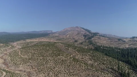 Moonlight Peak flying over new forestry, 4k Stock Footage 126714217