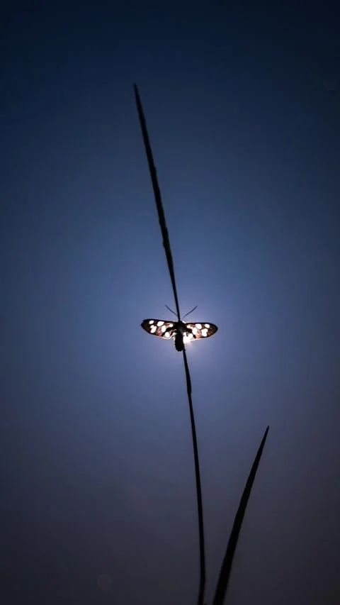 Moonlight Scene with Gentle Movement Stock Footage 313294420