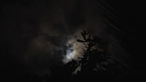 Moonlight seen thru a palm tree in the jungle Stock Footage 265307792
