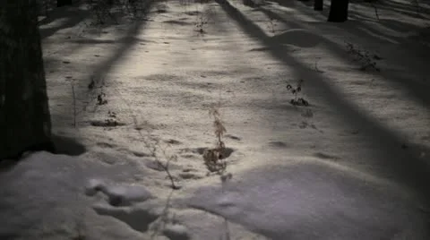 Moonlight Shadows Time Lapse 1 Stock-Footage 11894970