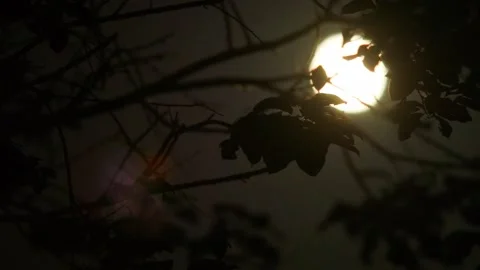 Moonlight shines through the branches 스톡 동영상 259281523