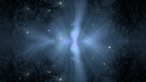 Moonlight shines through the branches in the forest Stockbeeldmateriaal 147105152