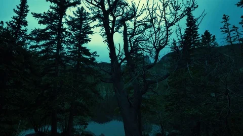 Moonlight Shines Through Clouds and Trees Cinematic Stock Footage 78017628