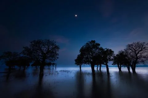MOONLIGHT SONBEEL Stock Photos