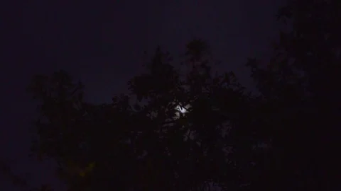 Moonlight through the leaves Video stock 106445325