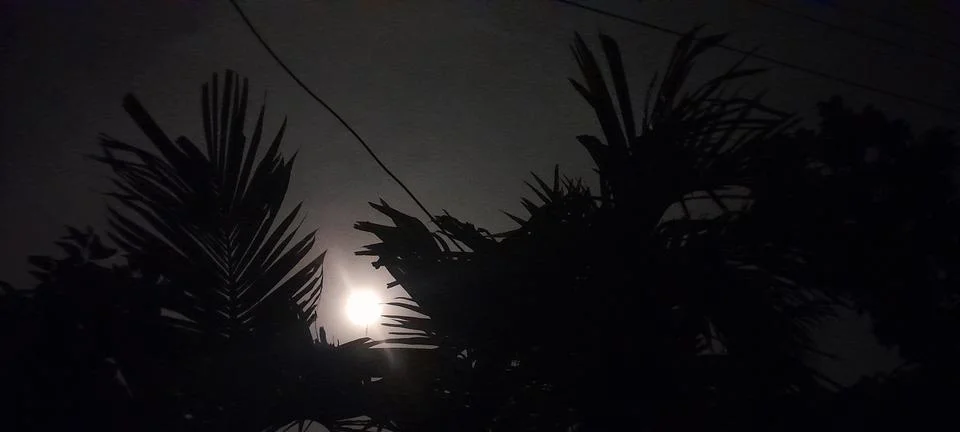 Moonlight through palm trees creates a serene and mysterious night scene Stock Photos