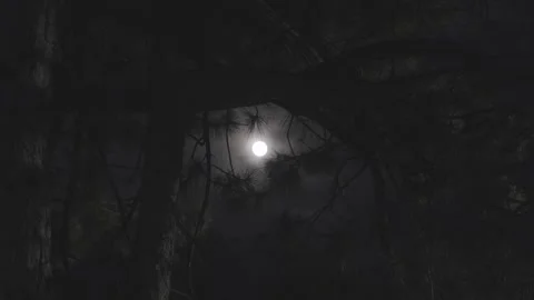 Moonlight Through Pine Needles in a Dark Forest Video stock 306617992