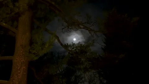 Moonlight Through Tree Branches on a Quiet Winter Night Stock Footage 325429767