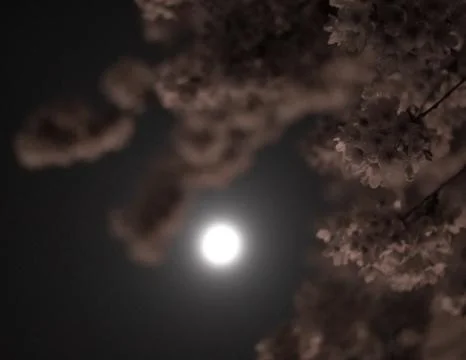 Moonlight through trees Stock Photos