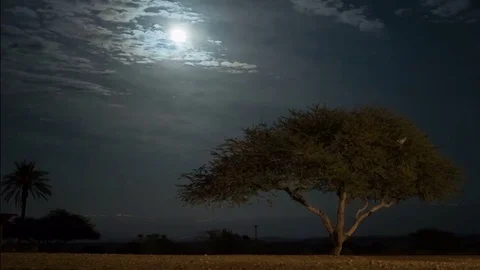 Moonlight timelapse of Acacia tree in the desert Stock Footage