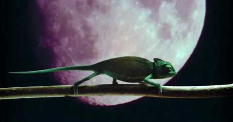 Moonlight walk chameleon 스톡 동영상 229973362