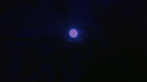 Moonlight in the Woods Stock Footage 72988197