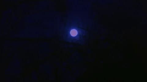 Moonlight in the Woods Stock Footage 72988202