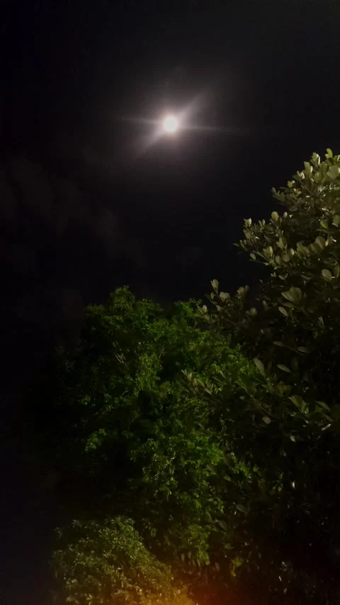 Moonlight,Plants, and Sparkling Light Below Video stock 284736499
