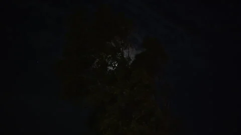 Moonlit among leaves Stock Footage 270072265