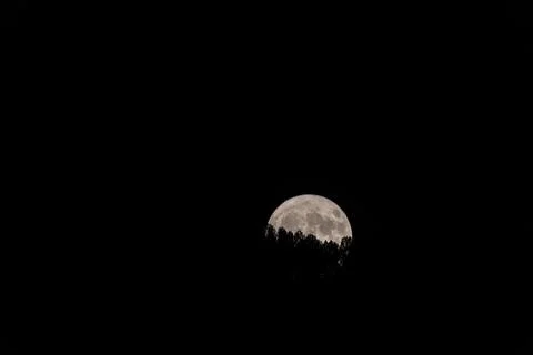 Moonlit Canopy: Full Moon Ascending Through Forest Veil Stock Photos