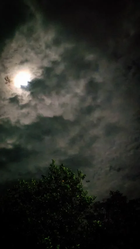 Moonlit Clouds Rolling Above Tree Silhouettes — Static Night Frame Stock Footage 316795515