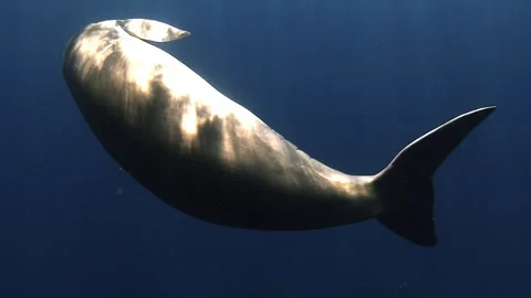 Moonlit Dugong Belly Roll Stock Footage 339788401
