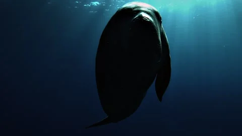 Moonlit Dugong Overhead Approach Stock Footage 339788374