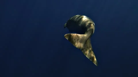 Moonlit Dugong Tail Turning to Profile Stock Footage 339788331